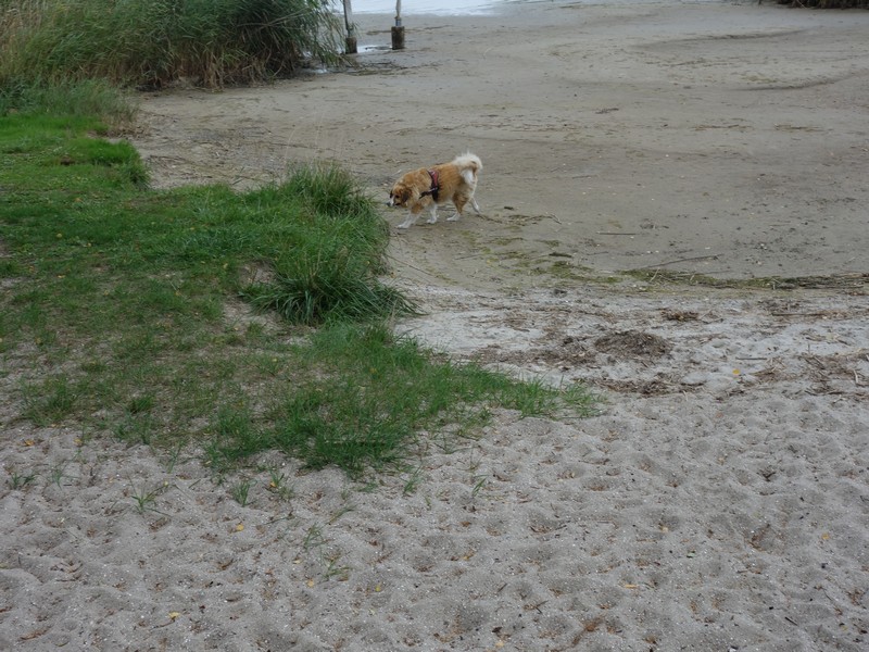 Sam erkundet den Strand