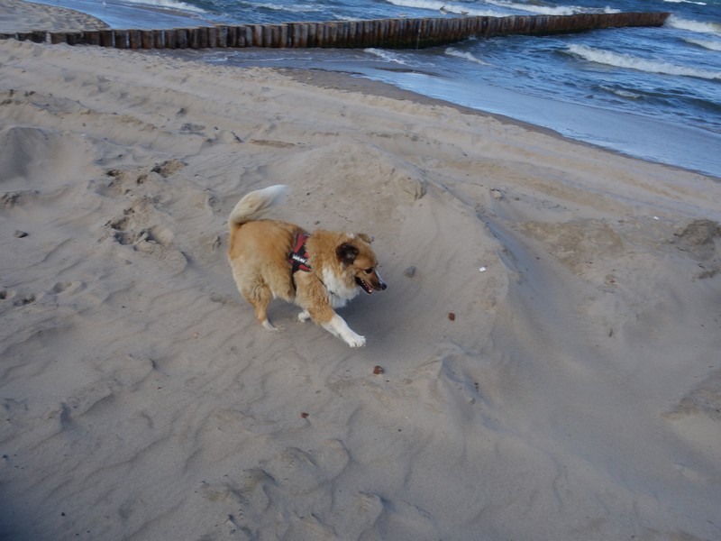Sammy tobt am Strand und zieht seine Kreise